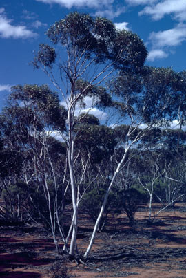 APII jpeg image of Eucalyptus cylindrocarpa  © contact APII