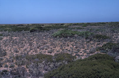 APII jpeg image of Melaleuca lanceolata  © contact APII