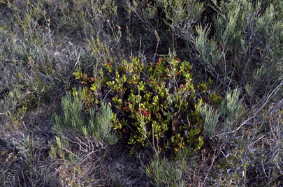 APII jpeg image of Daviesia ternata  © contact APII