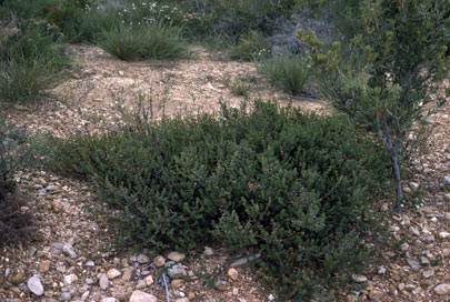 APII jpeg image of Daviesia crenulata  © contact APII