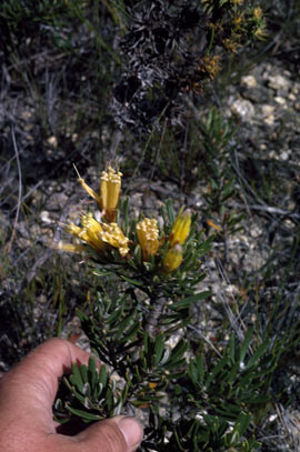 APII jpeg image of Lambertia fairallii  © contact APII