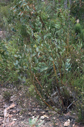 APII jpeg image of Daviesia obovata  © contact APII