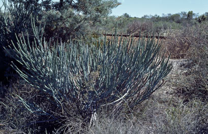 APII jpeg image of Daviesia euphorbioides  © contact APII