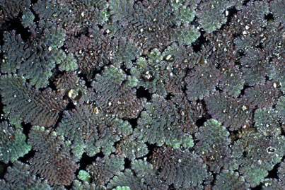 APII jpeg image of Azolla pinnata  © contact APII