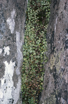 APII jpeg image of Asplenium flabellifolium  © contact APII