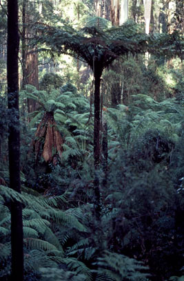 APII jpeg image of Cyathea cunninghamii  © contact APII