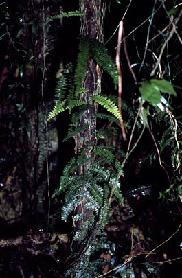 APII jpeg image of Arthropteris beckleri  © contact APII