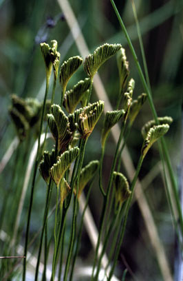 APII jpeg image of Schizaea bifida  © contact APII