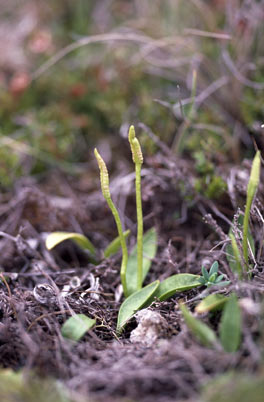 APII jpeg image of Ophioglossum lusitanicum subsp. coriaceum  © contact APII