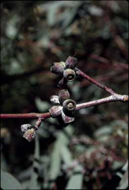 APII jpeg image of Eucalyptus nortonii  © contact APII