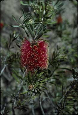 APII jpeg image of Callistemon rugulosus  © contact APII