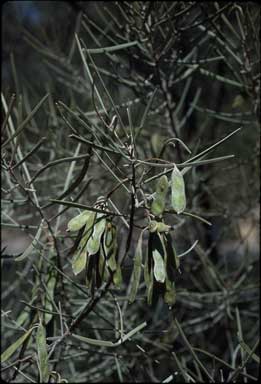 APII jpeg image of Acacia incurvaneura  © contact APII