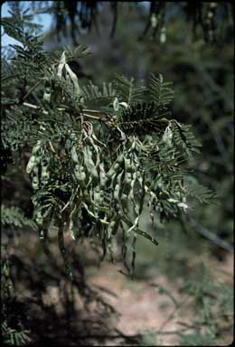 APII jpeg image of Acacia parvipinnula  © contact APII