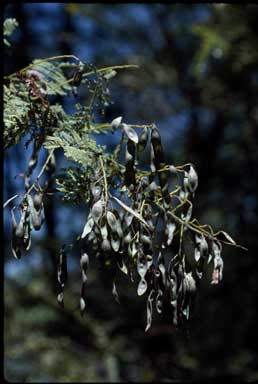 APII jpeg image of Acacia pubescens  © contact APII