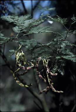 APII jpeg image of Acacia deanei subsp. paucijuga  © contact APII