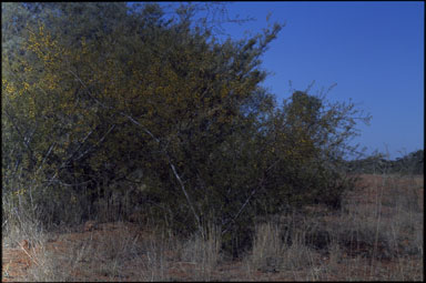 APII jpeg image of Acacia maitlandii  © contact APII