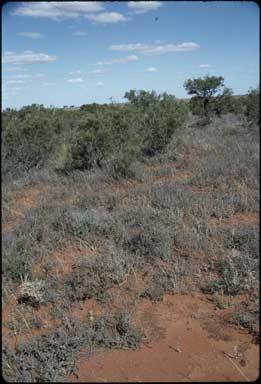 APII jpeg image of Acacia carneorum  © contact APII