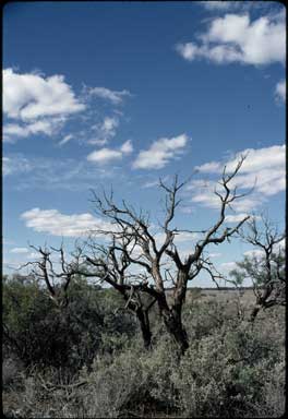 APII jpeg image of Acacia carneorum  © contact APII