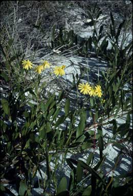 APII jpeg image of Senecio pinnatifolius var. pinnatifolius  © contact APII