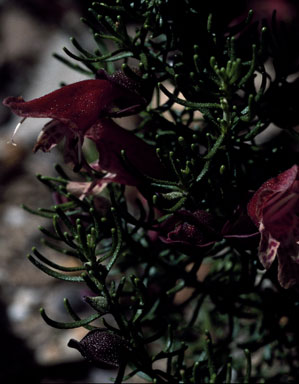 APII jpeg image of Prostanthera florifera  © contact APII