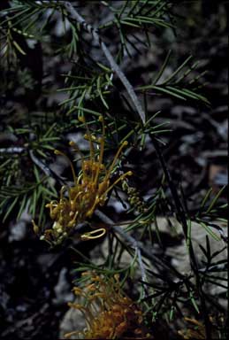 APII jpeg image of Grevillea tenuiloba  © contact APII