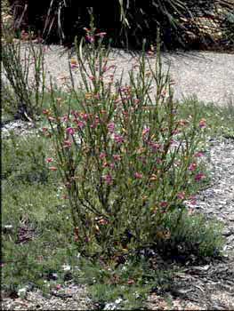 APII jpeg image of Eremophila racemosa  © contact APII