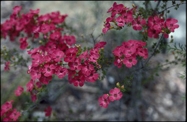 APII jpeg image of Pileanthus limacis  © contact APII