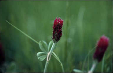 APII jpeg image of Trifolium incarnatum  © contact APII