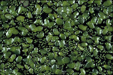 APII jpeg image of Wolffia australiana,<br/>Lemna disperma  © contact APII