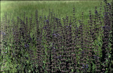 APII jpeg image of Salvia verbenaca  © contact APII
