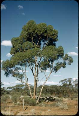 APII jpeg image of Eucalyptus salmonophloia  © contact APII