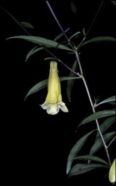 APII jpeg image of Macrantha longiflora  © contact APII