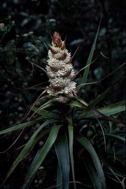 APII jpeg image of Richea dracophylla  © contact APII