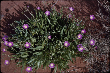 APII jpeg image of Calandrinia balonensis  © contact APII