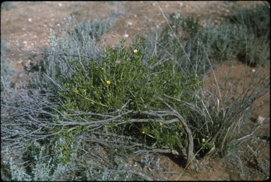 APII jpeg image of Zygophyllum aurantiacum  © contact APII