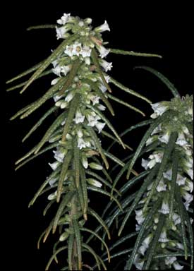 APII jpeg image of Symonanthus aromaticus  © contact APII