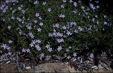 APII jpeg image of Wahlenbergia sp. (Pt Lookout)  © contact APII