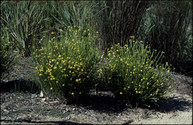 APII jpeg image of Tricoryne anceps subsp. pterocaulon  © contact APII