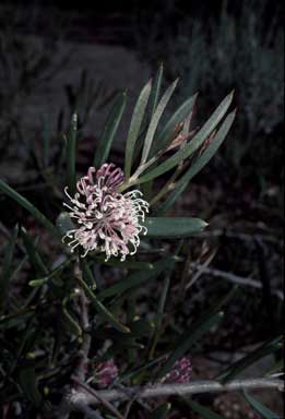 APII jpeg image of Hakea clavata  © contact APII