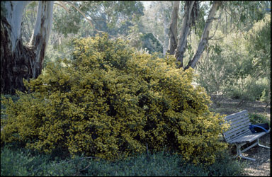 APII jpeg image of Pultenaea altissima  © contact APII