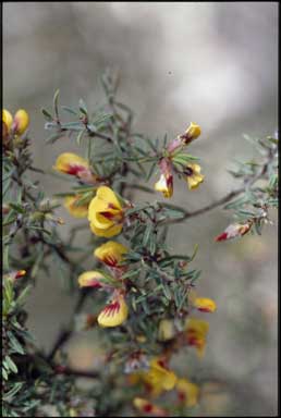 APII jpeg image of Pultenaea mollis x hispidula  © contact APII