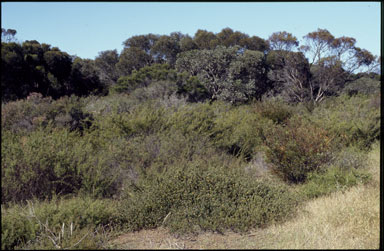 APII jpeg image of Pultenaea penna  © contact APII