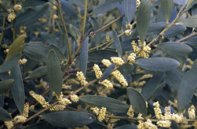 APII jpeg image of Acacia longifolia subsp. sophorae  © contact APII