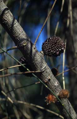 APII jpeg image of Allocasuarina verticillata  © contact APII