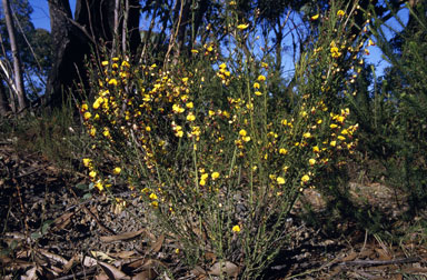 APII jpeg image of Bossiaea heterophylla  © contact APII