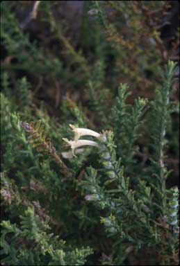 APII jpeg image of Chloanthes glandulosa  © contact APII