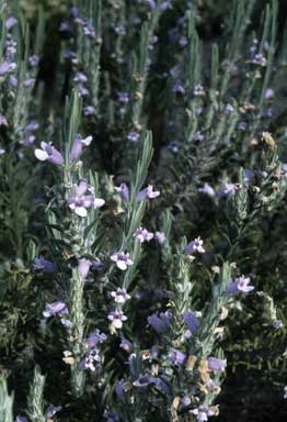 APII jpeg image of Chloanthes parviflora  © contact APII