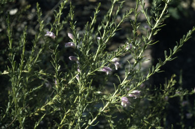 APII jpeg image of Eremophila divaricata  © contact APII