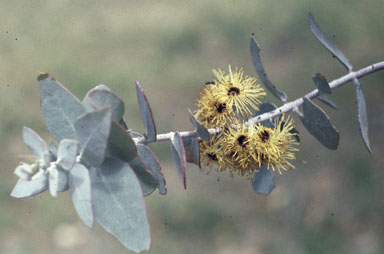 APII jpeg image of Eucalyptus x brachyphylla  © contact APII