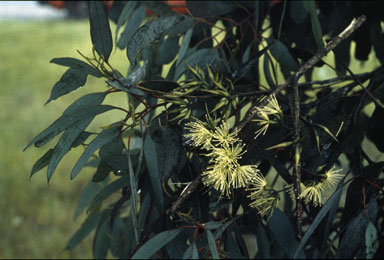 APII jpeg image of Eucalyptus cornuta  © contact APII